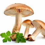 Mushroom-Superfoods