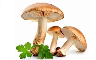 The Benefits of Mushrooms for Human Health